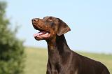 DOBERMANN 1090